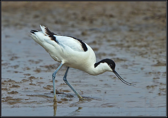Avocet (Recurvirostra avosetta), Upton Warren, 09 April 2013