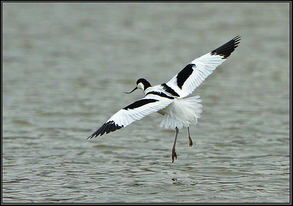 Avocet (Recurvirostra avosetta), Upton Warren, 09 April 2013