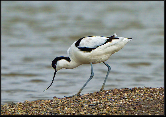 Avocet (Recurvirostra avosetta), Upton Warren, 09 April 2013