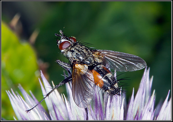 Tachinid Fly ( Eriothrix rufomaculata), Bromsgrove, 20 August 2012