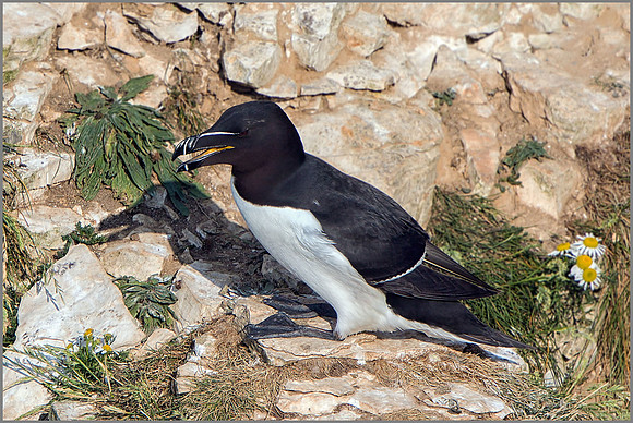 Razorbill (Alca torda). Bempton Cliffs, July 2015