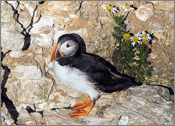 Atlantic Puffin (Fratercula arctica). Bempton Cliffs, July 2015