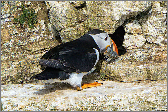 Atlantic Puffin (Fratercula arctica). Bempton Cliffs, July 2015