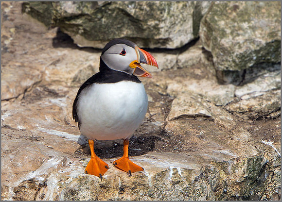 Atlantic Puffin (Fratercula arctica). Bempton Cliffs, July 2015