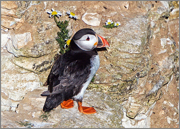 Atlantic Puffin (Fratercula arctica). Bempton Cliffs, July 2015