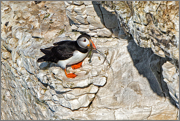 Atlantic Puffin (Fratercula arctica). Bempton Cliffs, July 2015