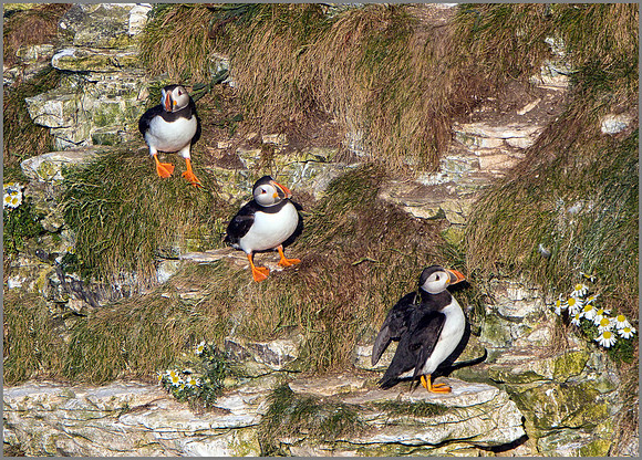 Atlantic Puffins (Fratercula arctica). Bempton Cliffs, July 2015