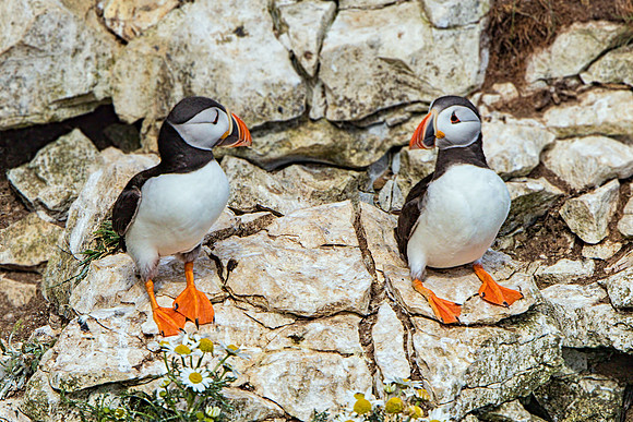 Atlantic Puffins (Fratercula arctica). Bempton Cliffs, July 2015