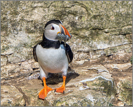 Atlantic Puffin (Fratercula arctica). Bempton Cliffs, July 2015