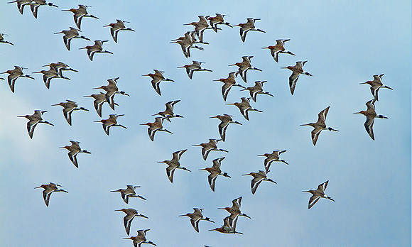 Black-tailed Godwits (Limosa limosa), Upton Warren Flashes, 12 April 2013