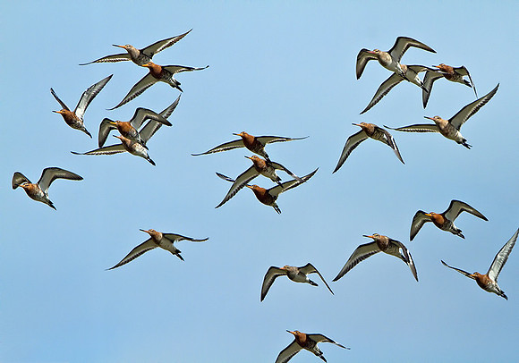 Black-tailed Godwits (Limosa limosa), Upton Warren Flashes, 12 April 2013