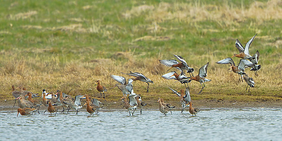 Black-tailed Godwits (Limosa limosa), Upton Warren Flashes, 12 April 2013