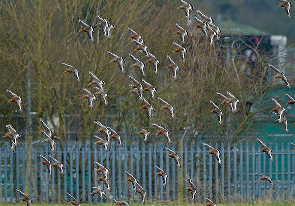 Black-tailed Godwits (Limosa limosa), Upton Warren Flashes, 12 April 2013