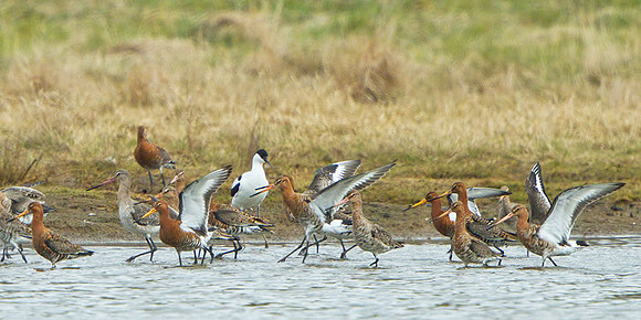 Black-tailed Godwits (Limosa limosa), Upton Warren Flashes, 12 April 2013