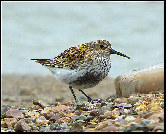 Dunlin (Calidris alpina), Upton Warren, 14 April 2013