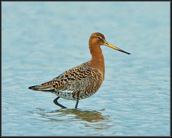 Black-tailed Godwits (Limosa limosa), Upton Warren Flashes, 14 April 2013