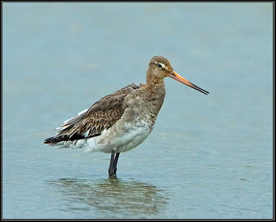 Black-tailed Godwits (Limosa limosa), Upton Warren Flashes, 14 April 2013