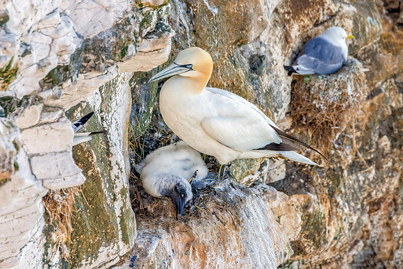 Northern Gannet - Morus bassanus, Yorkshire, June 2022