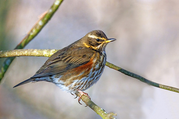Redwing - Turdus iliacus, Warwickshire, December 2022_F