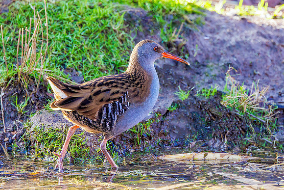 Water Rail - Rallus aquaticus, Gloucestershire, January 2023