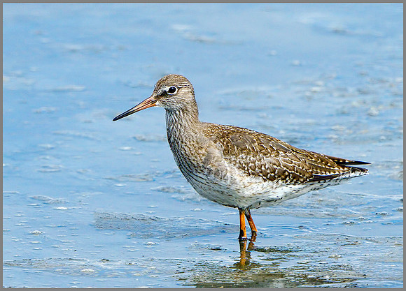 Redshank (Tringa totanus), Upton Warren, September 2014