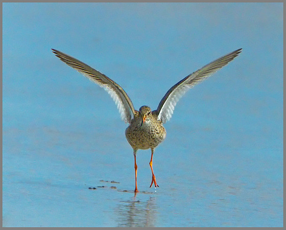 Redshank (Tringa totanus), Norfolk, April 2013