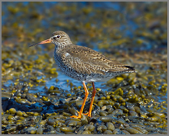 Redshank (Tringa totanus), Norfolk, April 2013