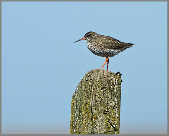 Redshank (Tringa totanus), Norfolk, April 2013
