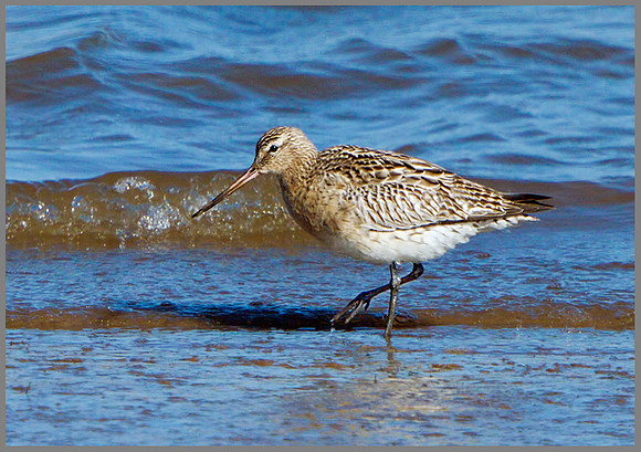 Bar-tailed Godwit (Limosa lapponica), Norfolk, April 2013