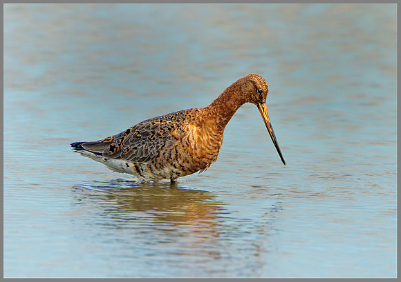 Black-tailed Godwit (Limosa limosa), Norfolk, April 2013
