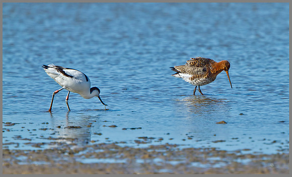 Black-tailed Godwit (Limosa limosa), Norfolk, April 2013
