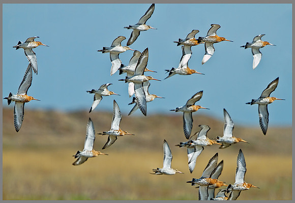 Black-tailed Godwit (Limosa limosa), Norfolk, April 2013