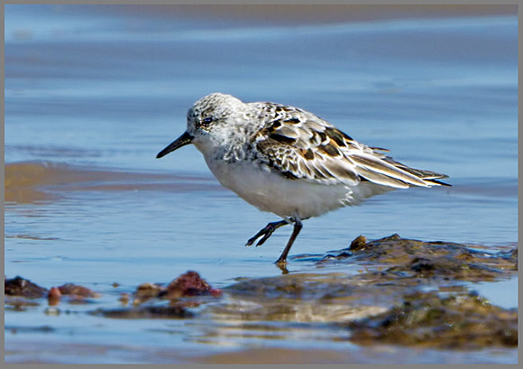Sanderling (Calidris alba), Norfolk, April 2013