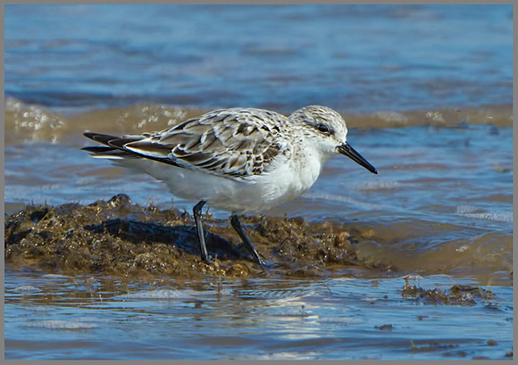 Sanderling (Calidris alba), Norfolk, April 2013