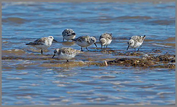 Sanderlings (Calidris alba), Norfolk, April 2013