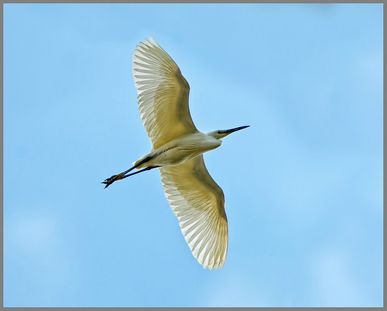 Little Egret (Egretta garzetta), Norfolk, April 2013