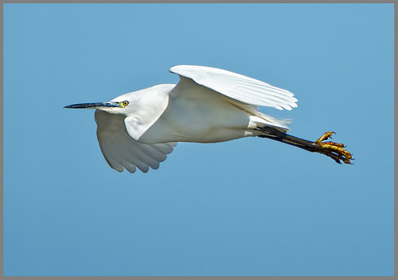 Little Egret (Egretta garzetta), Norfolk, April 2013