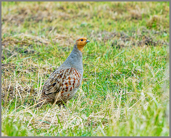 Grey Partridge (Perdix perdix), Norfolk, April 2013