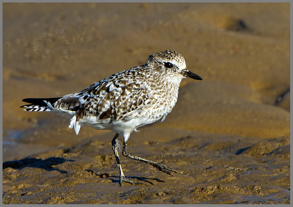 Grey Plove (Pluvialis squatarola), Norfolk, April 2013
