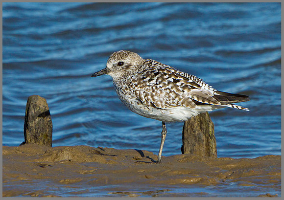 Grey Plove (Pluvialis squatarola), Norfolk, April 2013