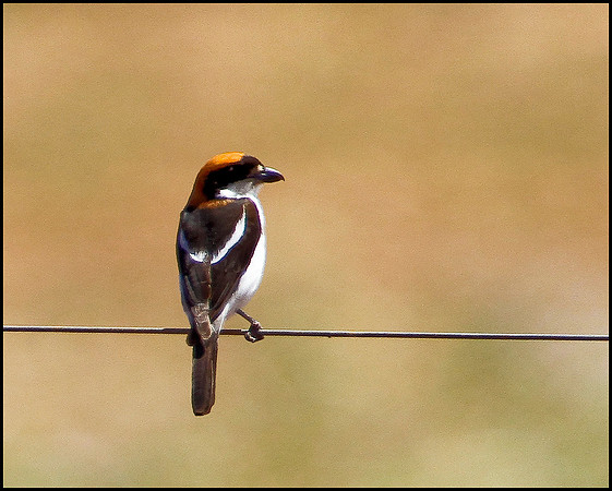 Woodchat Shrike, Mallorca, May 2010