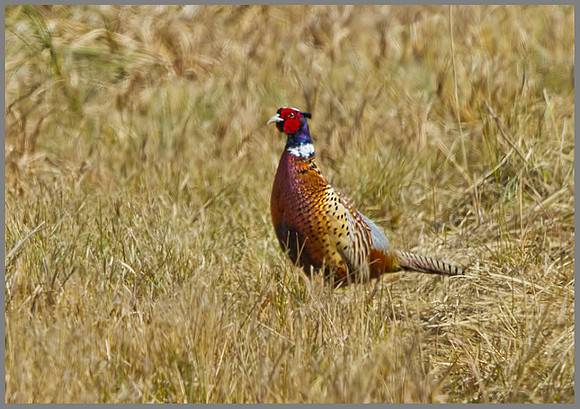 Pheasant (Phasianus colchicus), Norfolk, April 2013