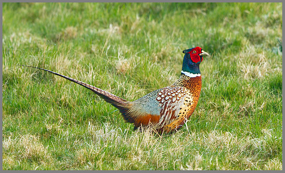 Pheasant (Phasianus colchicus), Norfolk, April 2013