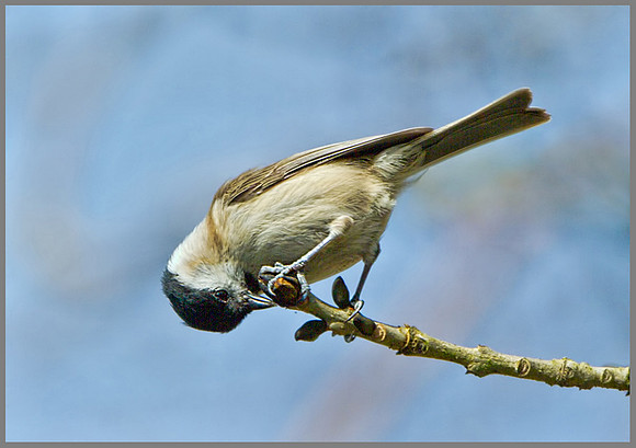 Marsh tit (Poecile palustris), Norfolk, April 2013