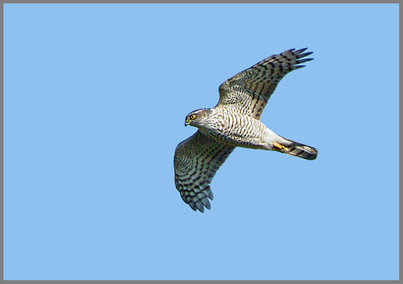 Sparrowhawk (Accipiter nisus), Norfolk, April 2013