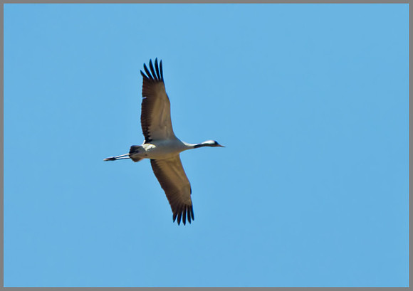 Common Crane (Grus grus), Norfolk, April 2013