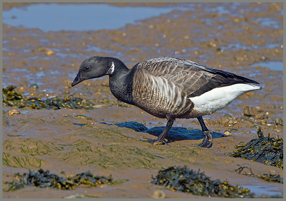 Brent Goose (Branta bernicla), Norfolk, April 2013