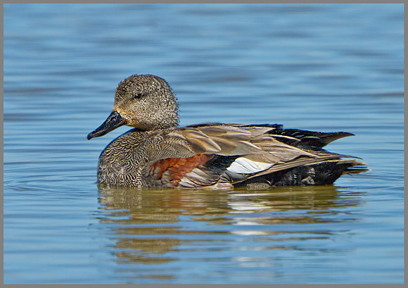 Drake Gadwall (Anas strepera), Norfolk, April 2013