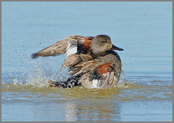 Drake Gadwall (Anas strepera), Norfolk, April 2013