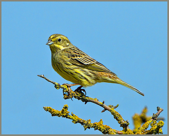 Female Yellowhammer (Geothlypis trichas), Norfolk, April 2013